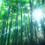 神社で蛇を見ることのスピリチュアル的な意味とは